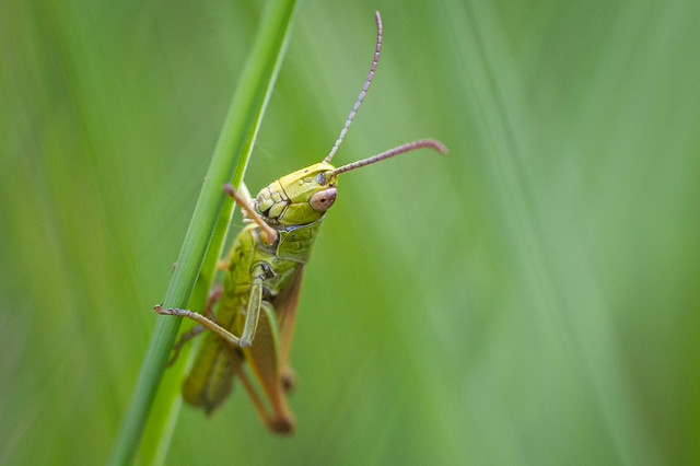 Green grasshopper in the green - My entry for todays 