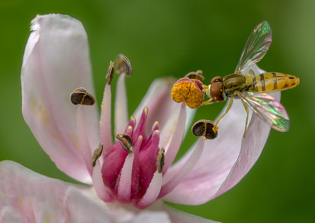 Hover Fly on Flowering Rush