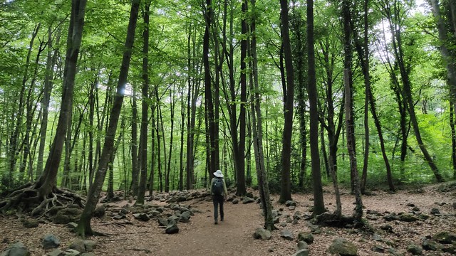 Fageda d'en Jordà (Beech Forest) - Walking from Santa Pau to Olot, Garrotxa, Girona, Catalunya