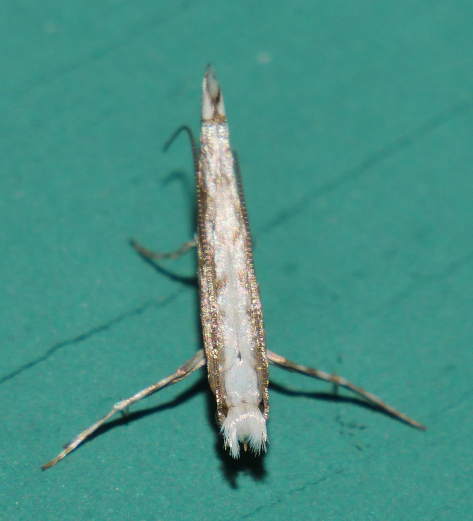 Both ways Micro moth nr Epicephala sp Gracillariinae Graci… | Flickr