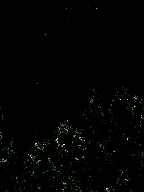 Notte di luna nuova, di alberi e di stelle