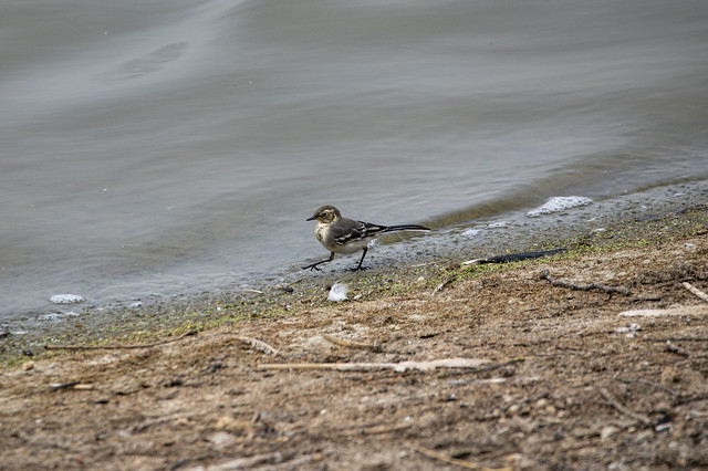 Young Pied Wagtail