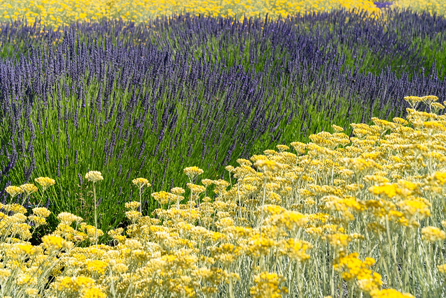 Mix of yellow and purple lavender flowers growing in a field in summer