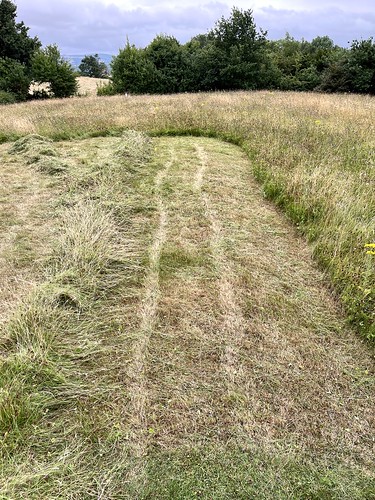 A photo looking along a ten metre long strip of short grass cut through knee-length grass. On the left is a long row of the piled cut grass.