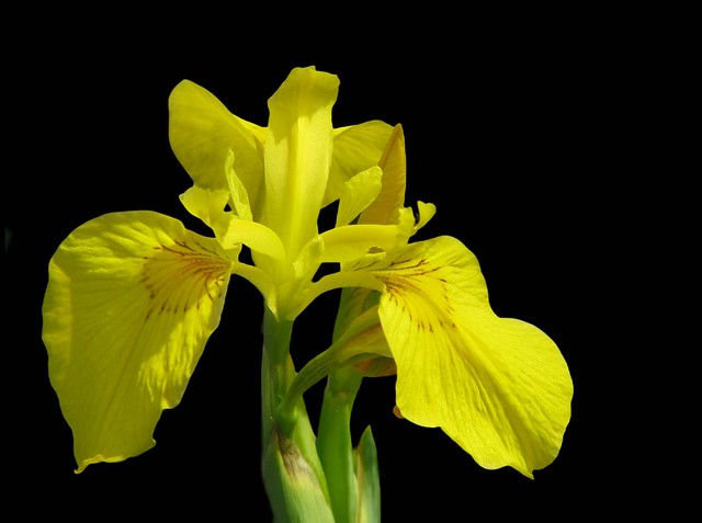 Yellow Iris.