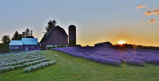 Sunset, Apple Hill Lavender Farm, 1795 Windham Road 11, Windham Centre, Norfolk County, ON