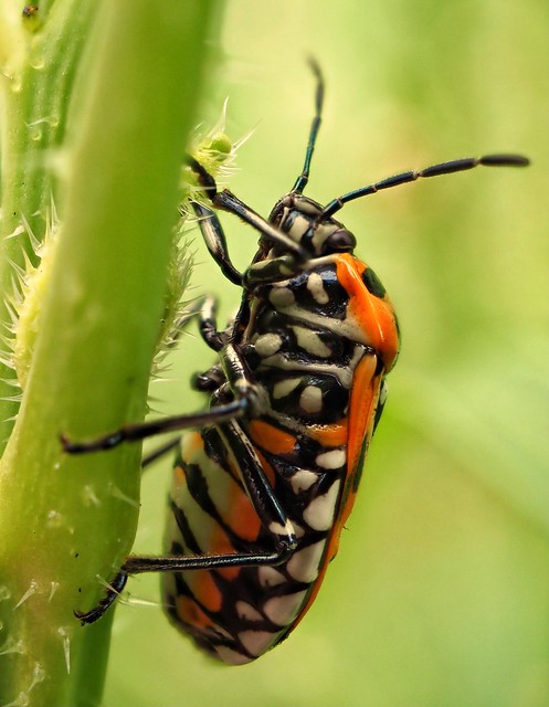 Harlequin Bug