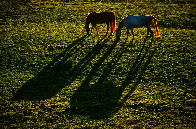 Pferde im Abendlicht