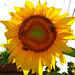 sunflower22