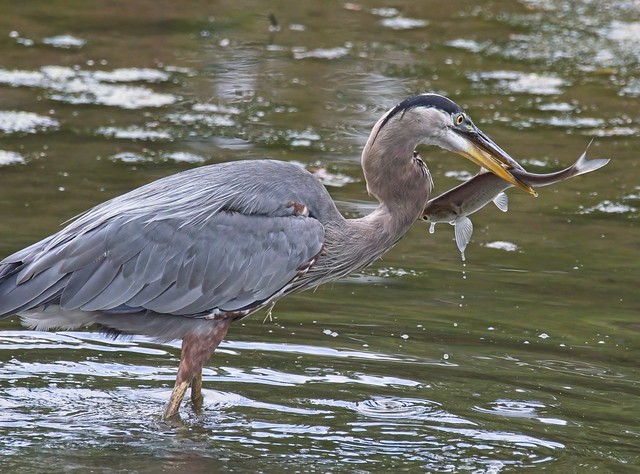 Great Blue With A Large Catch