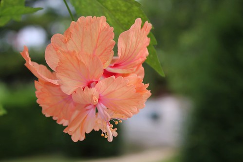 Hibiscus non rustiques: conseils de culture et floraisons 52251070801_2e0657aba1
