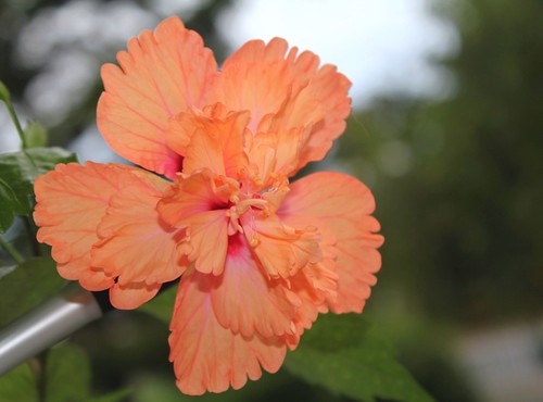 Hibiscus non rustiques: conseils de culture et floraisons 52251070941_fa207eb936