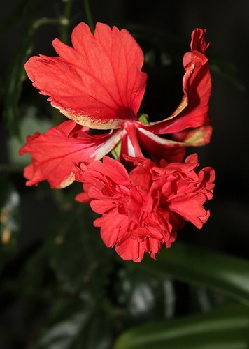 Hibiscus non rustiques: conseils de culture et floraisons - Page 2 52251163328_f1ec8c89bd