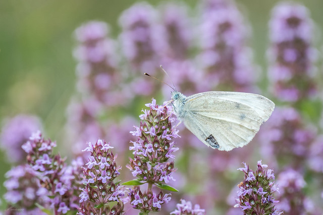 Butterfly between the lilac colors