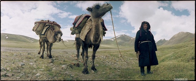 Kazakh with camels with a load of dismantled Yurt