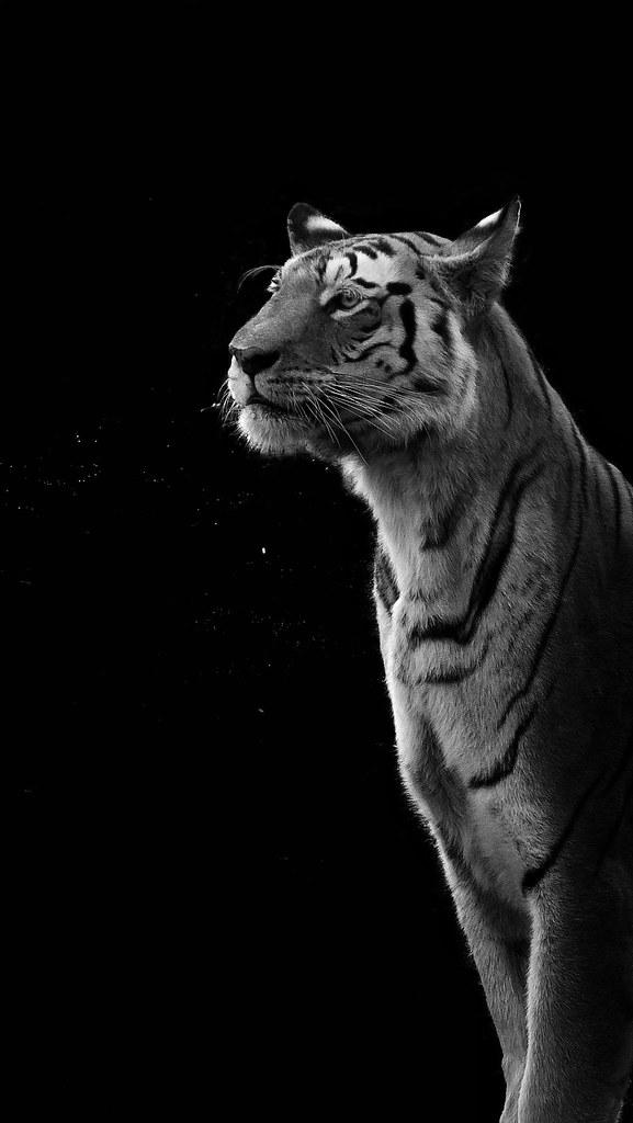 On Global Tigers Day let us celebrate the presence of this majestic animal.