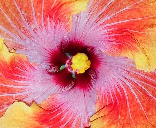 Hibiscus non rustiques: conseils de culture et floraisons 52251356649_a7b7504cb7