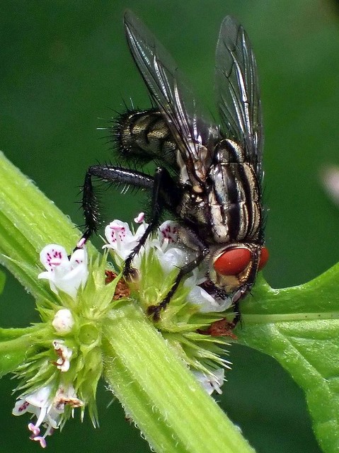 Crying Wolf. Flesh Fly, Sarcophaga sp., on Lycopus europaeus, Wolf's Claw or Water Horehound, Our Garden, Venlo, The Netherlands