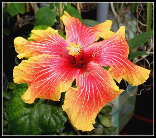 Hibiscus non rustiques: conseils de culture et floraisons - Page 3 52251434214_f679a77c10