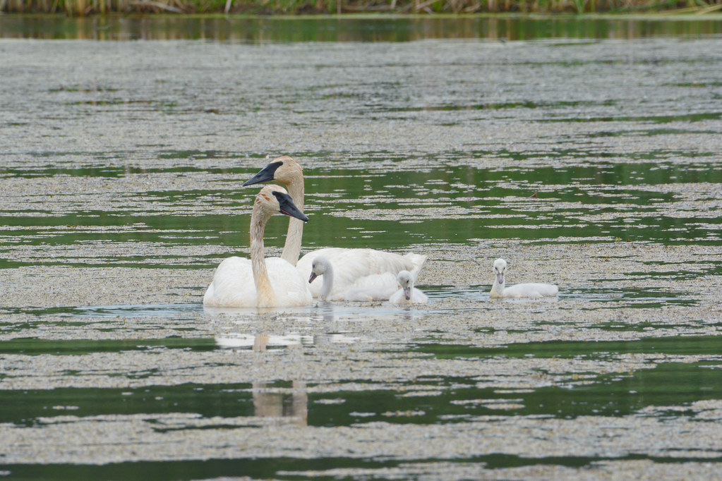 ~~~ Summer Swan Family ~~~