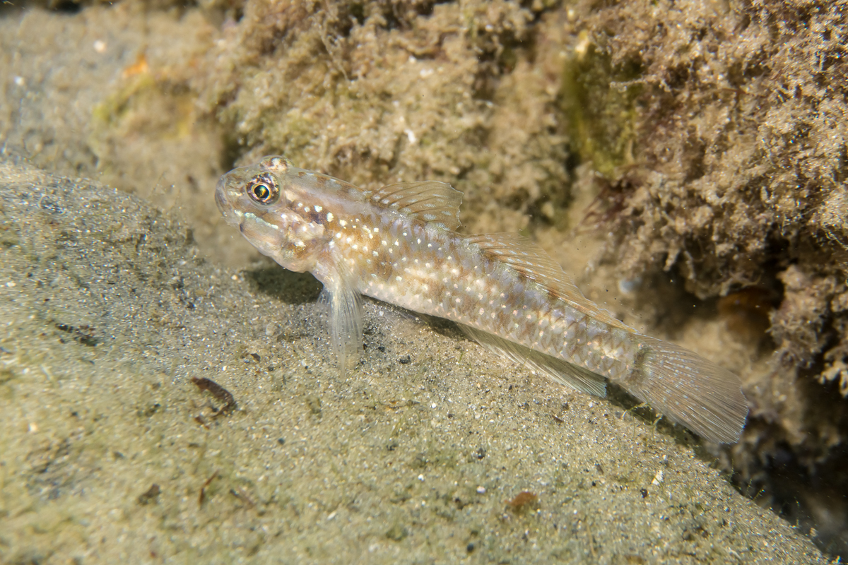 Bridled Goby