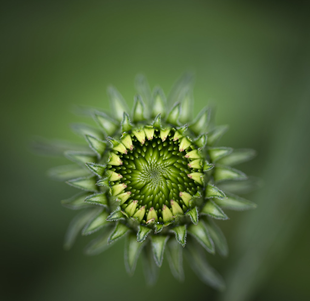 echinacea budding | frank molloy | Flickr
