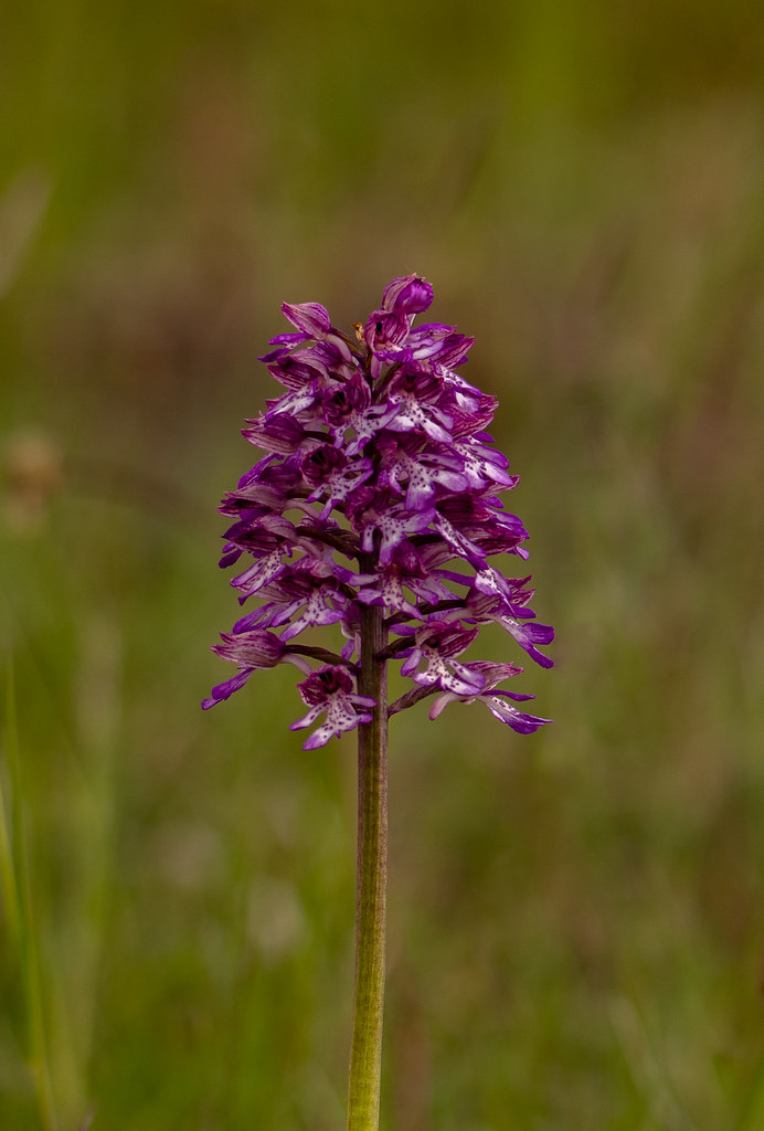 Early-purple orchid blossoming