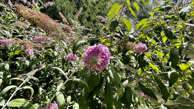 Lilac/butterfly bush | Summer 2022