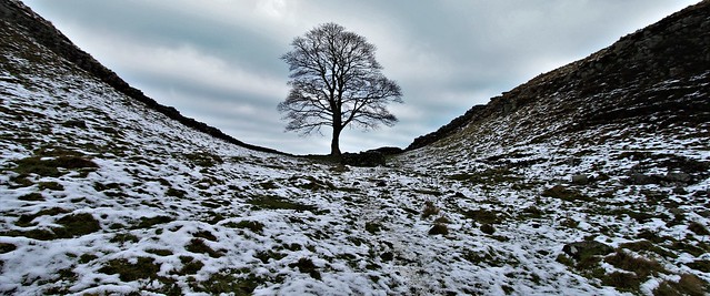 Roman Britain, Sycamore Gap Tree (Robin Hood Tree) Hadrian's Wall, Northumberland, England.