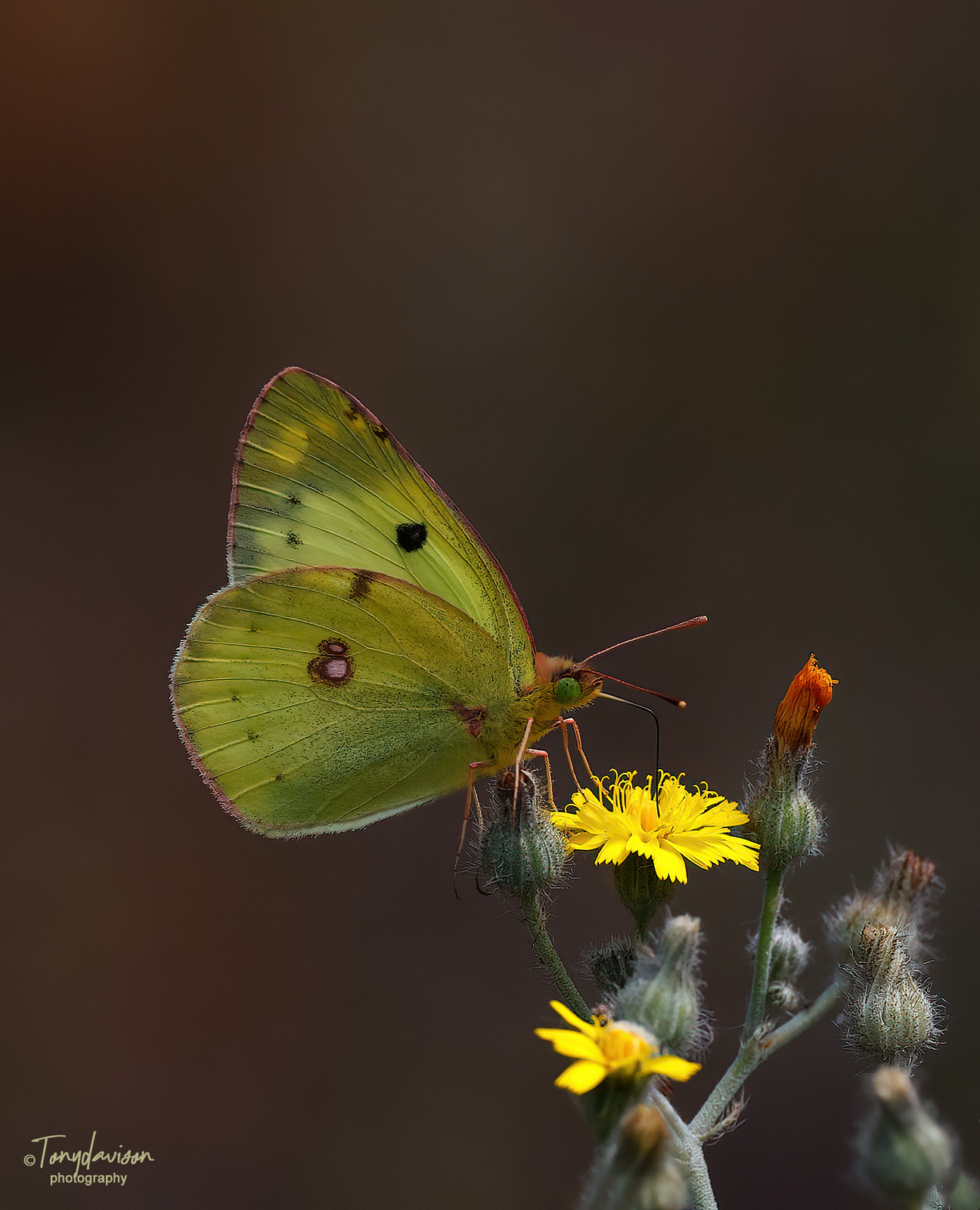 Berger's Clouded Yellow _43A1396