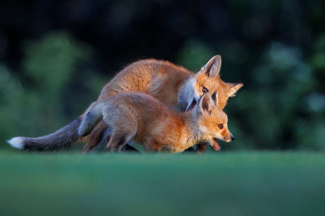 Big Brother Training Little One (red foxes)