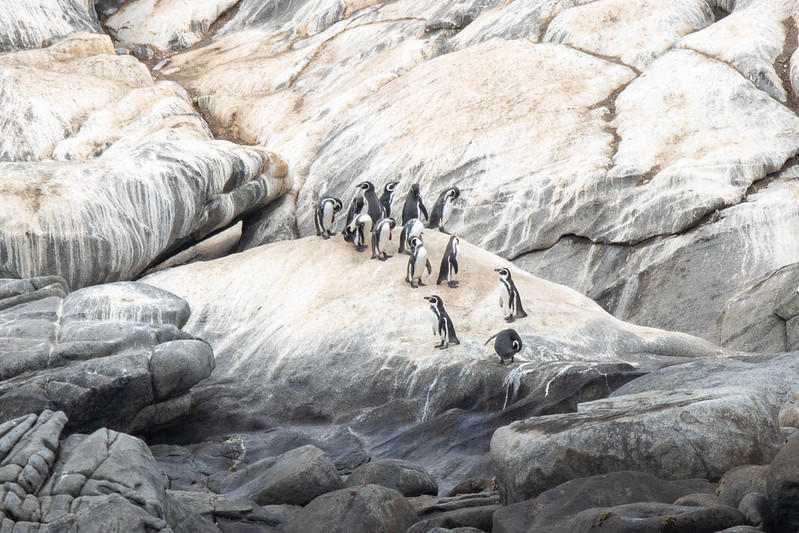 Penguins on Isla Cachagua