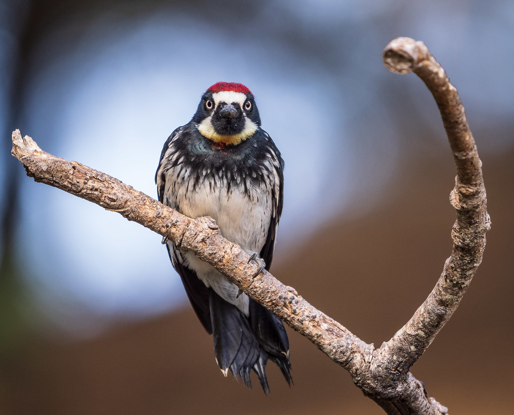 Head-on Acorn Woodpecker