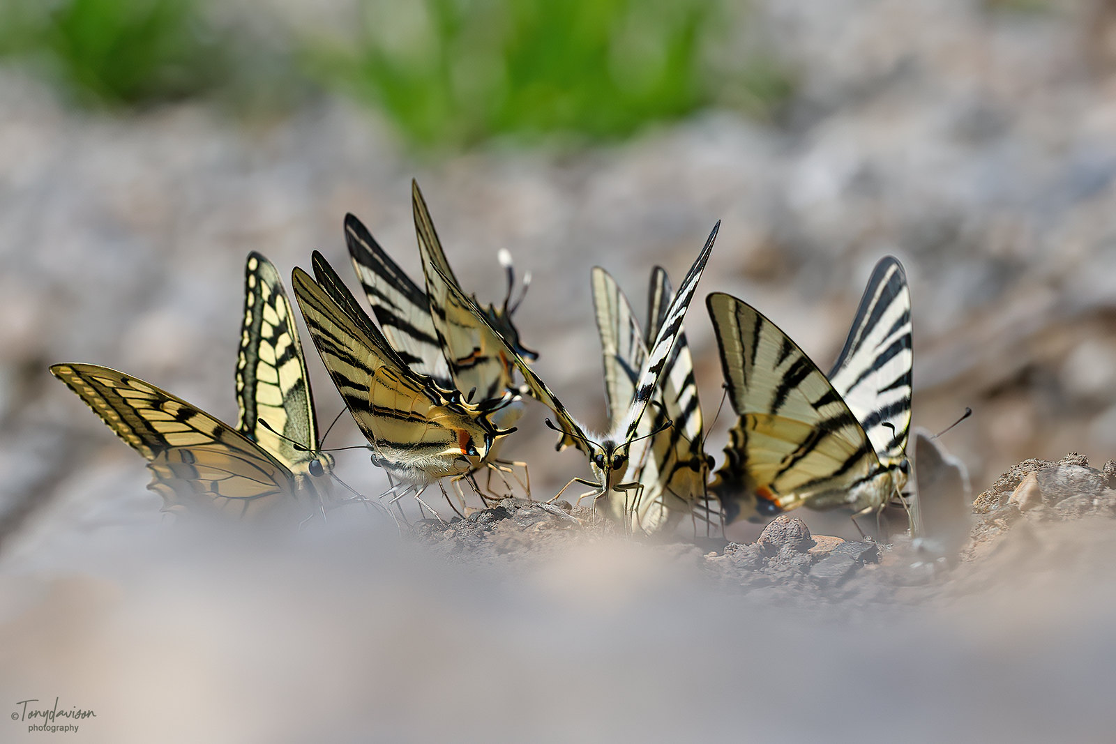 Swallowtails at drinking pool _43A1489