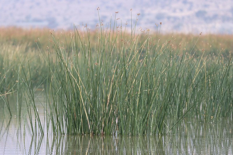 Laguna Batuco