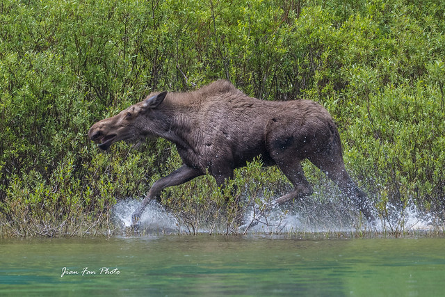 Running moose