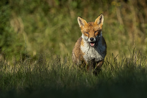 Red Fox | by Glenn.B