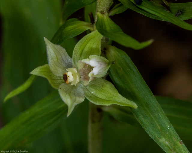 Narrow-lipped Helleborine Orchid (Epipactis leptochila)