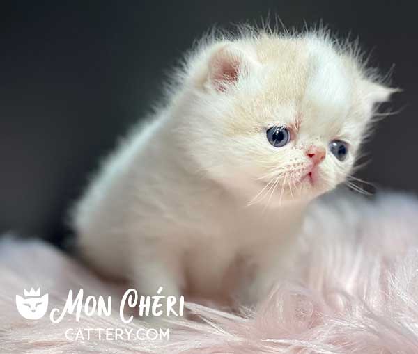 Female Dilute Calico Exotic Shorthair Kitten Mon Chéri Cat… Flickr
