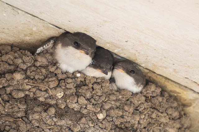House martins chicks are about to fledge :)