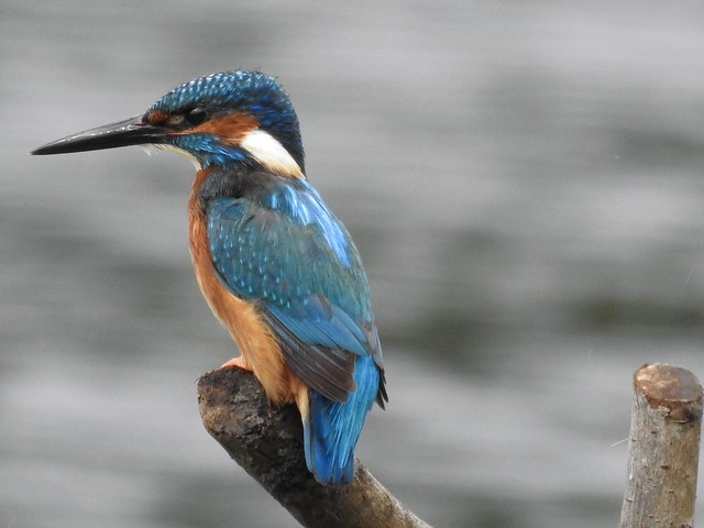 Male Kingfisher