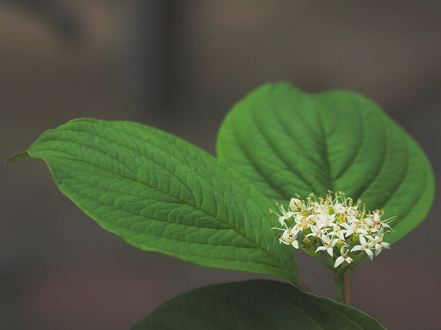 Cornus sanguinea - Blüte - blossom