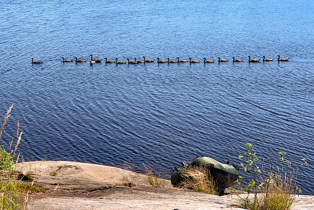 Canada Geese (in a row) - 6557
