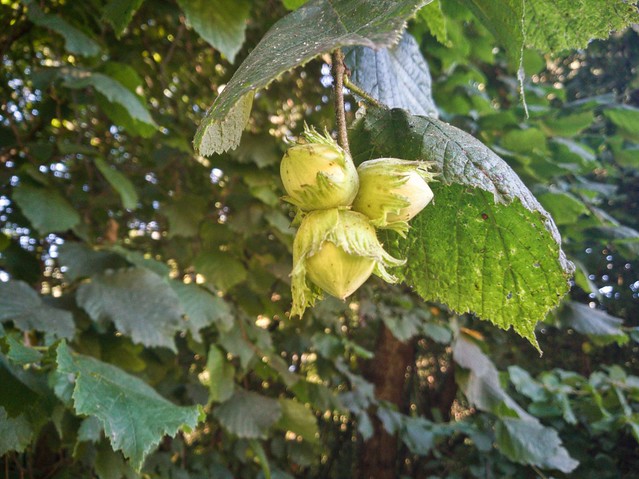 Hazelnuts ripening