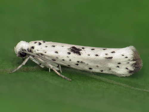 yponomeutaplumbella macro yponomeutidae moth