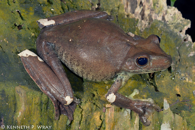 Hypsiboas boans (Giant Treefrog or Gladiator Treefrog or Rusty Treefrog)