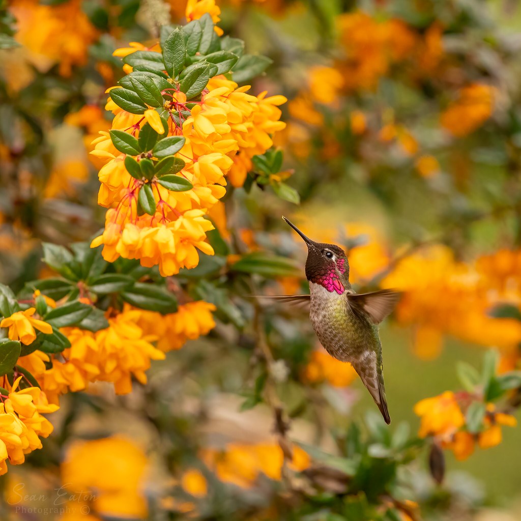 Anna's Hummingbird Visiting the Barberry Flowers
