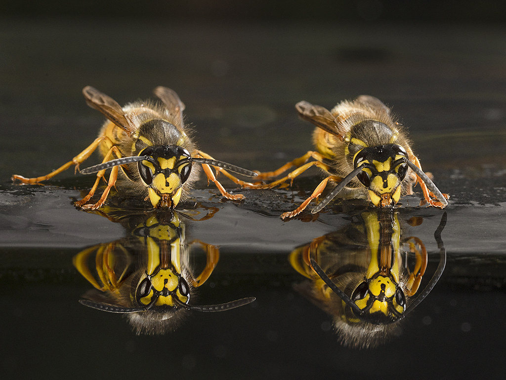 Two Wasp having a drink.