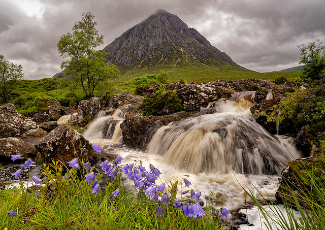 Glencoe Harebells