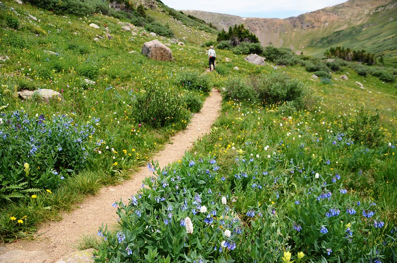 Wildfloowers are full blooming along the trail (6)